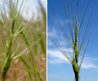 Aegilops triuncialis