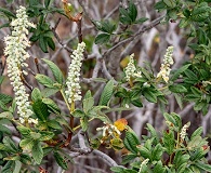 Aesculus parryi