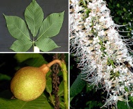 Aesculus parviflora