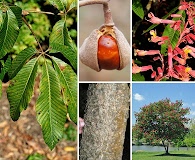 Aesculus pavia