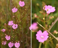 Agalinis acuta