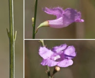 Agalinis aphylla