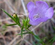 Agalinis aspera