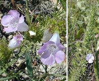 Agalinis densiflora