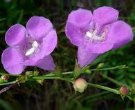 Agalinis fasciculata