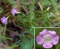 Agalinis gattingeri