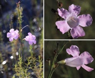 Agalinis linifolia