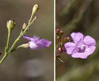 Agalinis obtusifolia