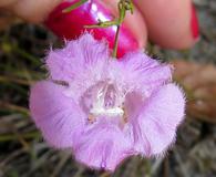 Agalinis setacea