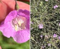 Agalinis strictifolia