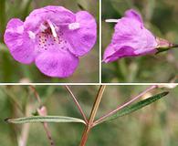 Agalinis tenuifolia