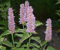 Agastache foeniculum