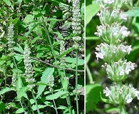 Agastache micrantha