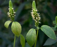 Agastache nepetoides