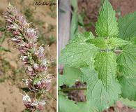 Agastache occidentalis