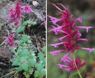 Agastache pallida