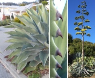 Agave americana