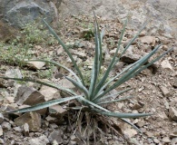 Agave angustifolia