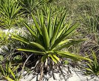 Agave decipiens