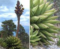 Agave gentryi