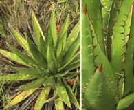 Agave lophantha