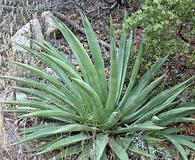 Agave palmeri