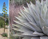 Agave parryi