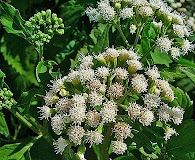 Ageratina aromatica