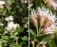 Ageratina calaminthifolia