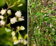 Ageratina rothrockii