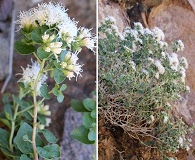 Ageratina wrightii