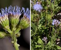 Ageratum corymbosum