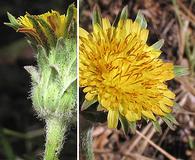 Agoseris grandiflora