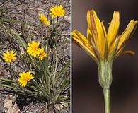 Agoseris parviflora