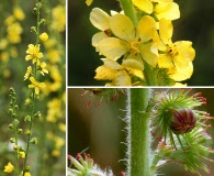 Agrimonia eupatoria