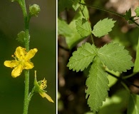 Agrimonia rostellata