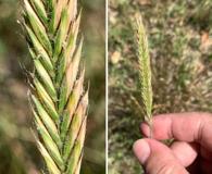 Agropyron desertorum