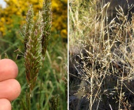 Agrostis capillaris