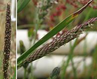 Agrostis densiflora