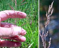 Agrostis gigantea