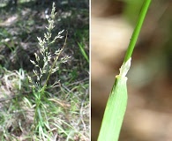 Agrostis hallii