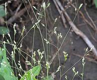 Agrostis hyemalis