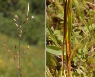 Agrostis idahoensis