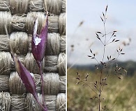 Agrostis mertensii