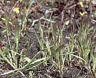 Agrostis microphylla