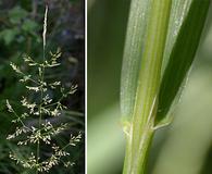 Agrostis pallens