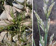 Agrostis stolonifera