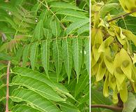 Ailanthus altissima