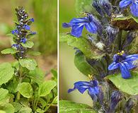 Ajuga reptans