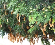 Albizia lebbeck